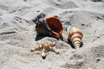 sea shells with sand as background