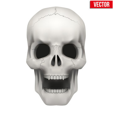 Vector Human skull with open mouth.