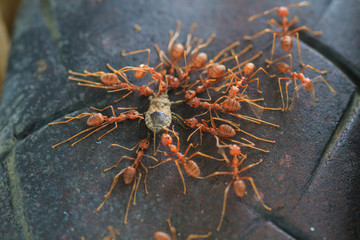 Ants troop trying to move a dead insect