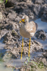 African wattled lapwing on muddy river bank