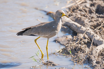 African wattled lapwing passes branch in mud