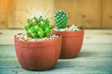 cactus in plastic pot on wooden background.vintage color tone.
