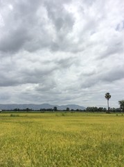 Rice field with cloudy sky