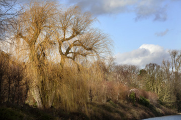 Weeping willow in winter