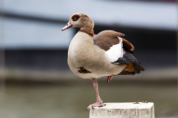 Egyptian Goose