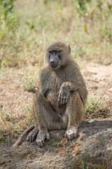 Baboon sitting down with paw on knee
