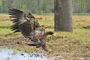 Junger Kamtschatka - Riesenseeadler