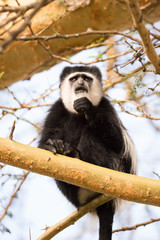 Obraz premium Black and white colobus monkey on branch
