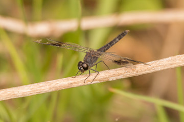 Black dragonfly on thin branch in sunshine