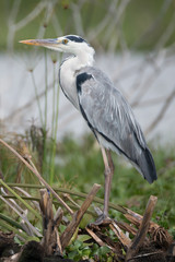 Black-headed heron perched on branches beside lake