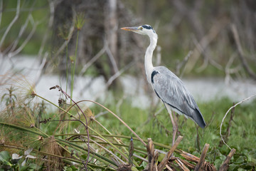 Black-headed heron perched on branches beside water