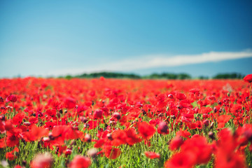 Fototapeta premium Poppies