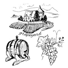 Set of vineyard, barrel of winr and bunch of grape