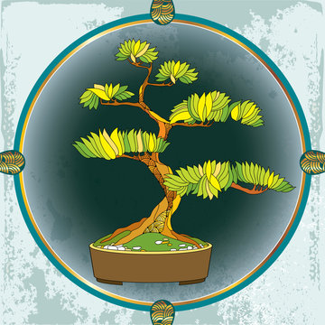 Bonsai tree in the round frame. Traditional Japanese symbol