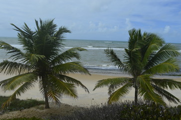 Dois coqueiros na beira da praia