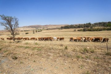 Cattle animal herd feeding dry season landscape