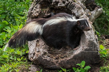 Adult Striped Skunk (Mephitis mephitis) Stands in Hollow Log