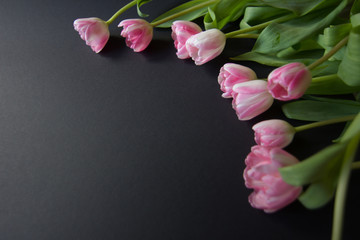 Tulips on a black background