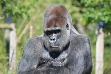 gorille