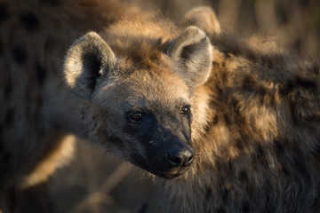 Spotted hyena