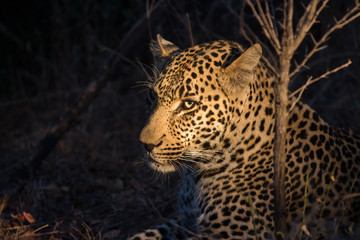 Fototapeta na wymiar Leopard resting in the shade in the bush a night