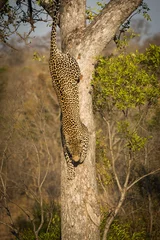 Rolgordijnen Leopard climbing down a tree © Tony Campbell