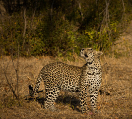 Fototapeta na wymiar Leopard in morning sun