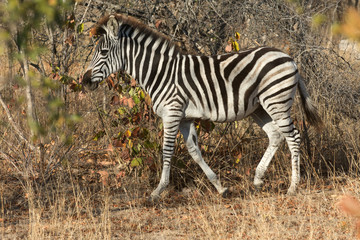 Fototapeta na wymiar Plains zebra in the bush