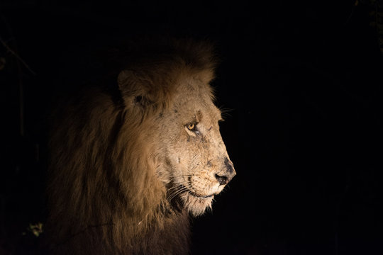 Lion at night
