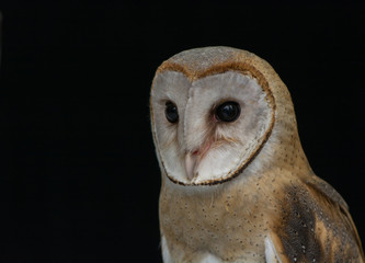 Barn owl closeup with black background