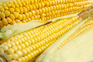  close up of corn cobs