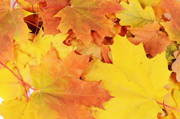 Naklejka na ściany i meble Autumn maple leaves close up