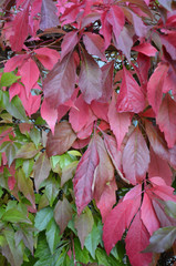 Virginia Creeper Leaves Turn From Green to Red