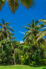 Obraz premium coconut tree grove