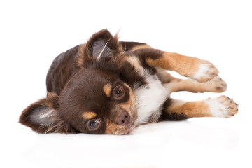 brown chihuahua puppy lying on the side © otsphoto