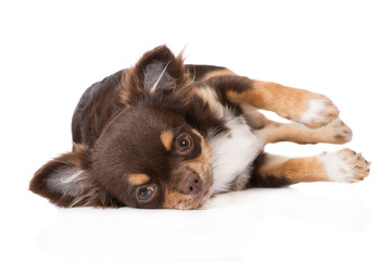 brown chihuahua puppy lying on the side