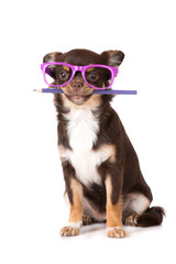 brown chihuahua puppy in glasses holding a pencil