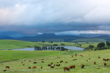 Fototapeta na wymiar Cattle on green pastures