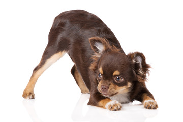 brown chihuahua puppy bows down on white