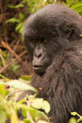 Gorilla surrounded by undergrowth staring into distance