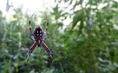 Obraz premium A Western Spotted Orbweaver Spider, Neoscona oaxacensis