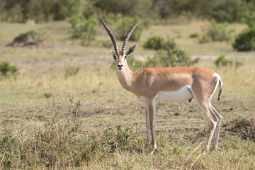 Grant's gazelle stands staring at the camera