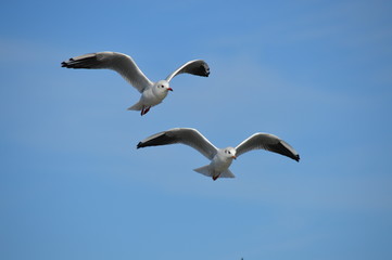 mouette