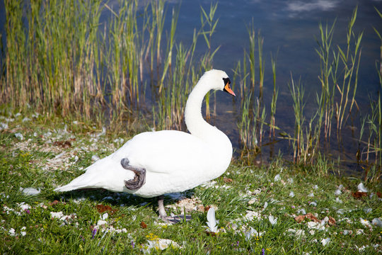 Swan on a background of grass and water