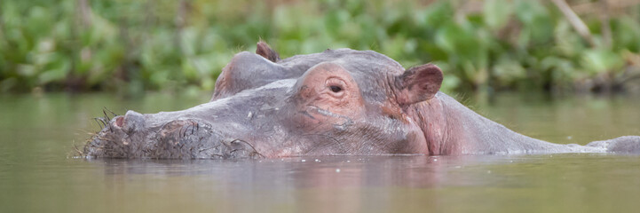Hippo in lake with head above water