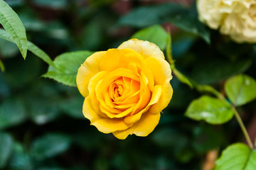 yellow rose open