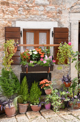 Fototapeta premium Blumenfenster in Bale, Istrien, Kroatien