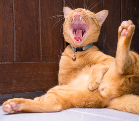 Orange cat yawn  background old wood door 1