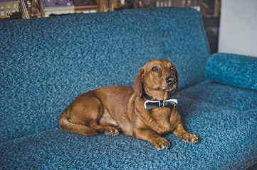 Dachshund lying on the sofa 3520.