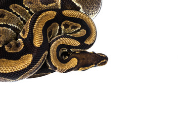 Ball Python (Python regius), in studio against a white backgroun